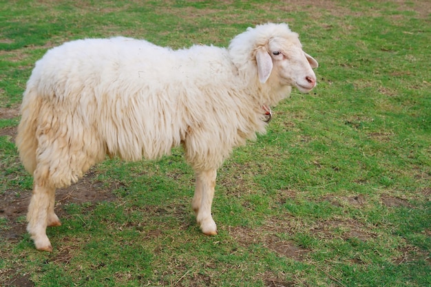 Ovelhas comendo grama no campo