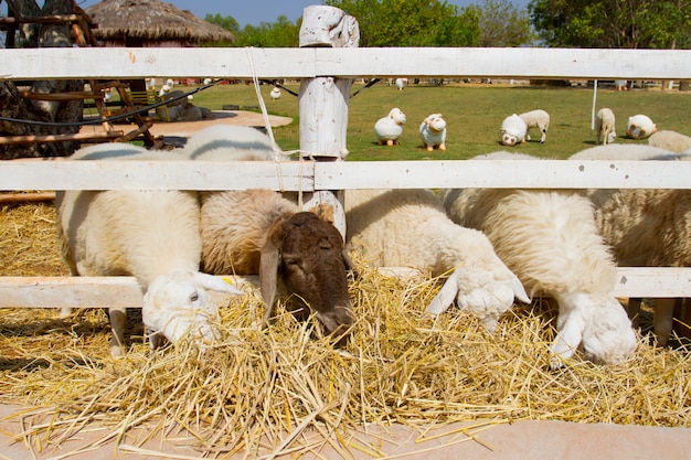 Foto ovelhas, comer, gramas secas