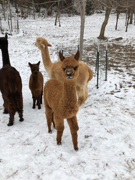 Foto ovelhas de pé no campo coberto de neve