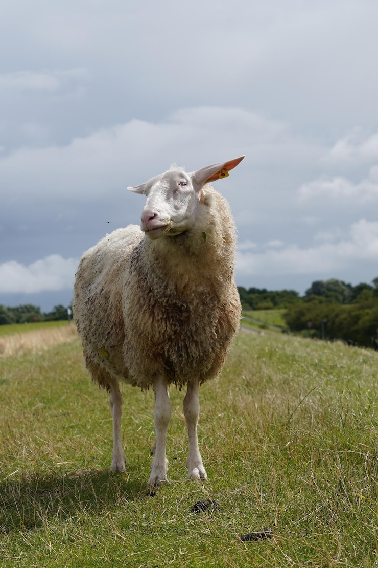 Foto ovelhas de pé no campo no dique