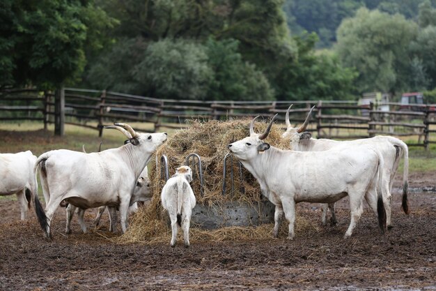 Foto ovelhas de pé no rancho