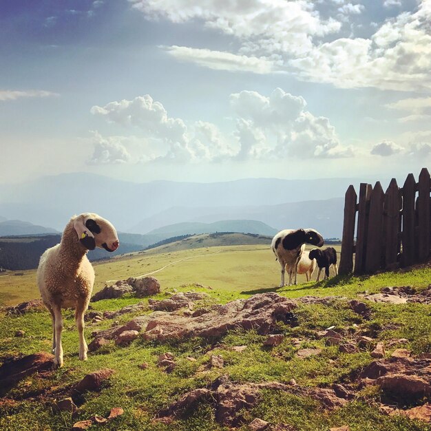 Foto ovelhas de pé num campo