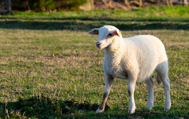 Ovelhas de pé num campo