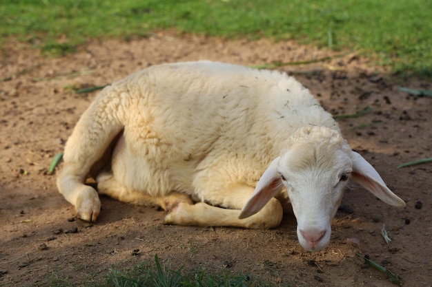 Ovelhas descansam em terra no jardim na Tailândia