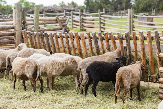 Ovelhas do lado de fora da fazenda no verão.