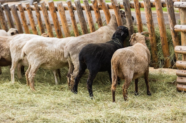 Ovelhas do lado de fora da fazenda no verão.