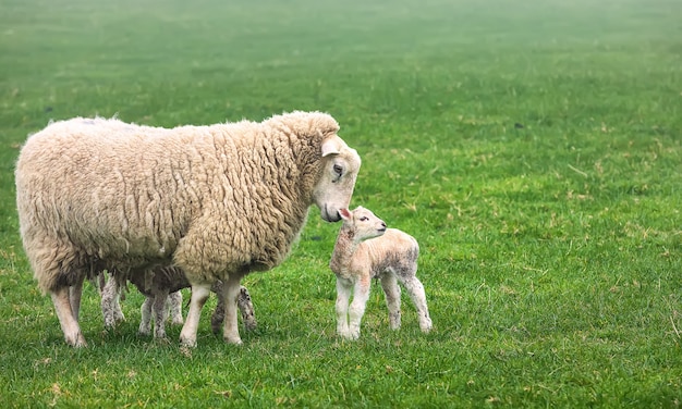 Ovelhas domésticas britânicas com cordeiro recém-nascido ficam em um prado verde verão. Reino Unido