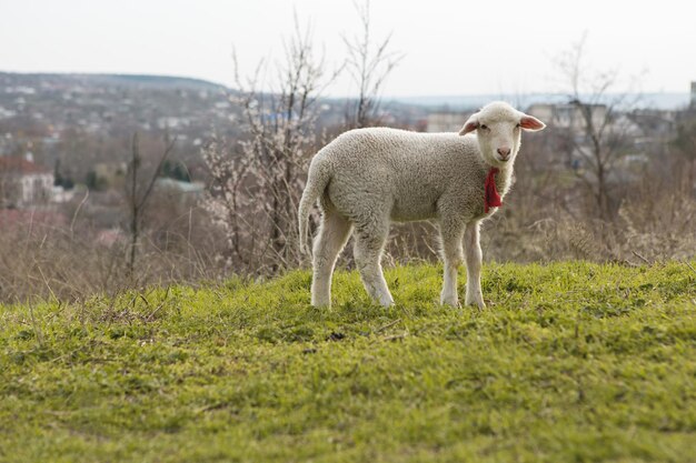 Ovelhas e cabras pastam na grama verde em springx9