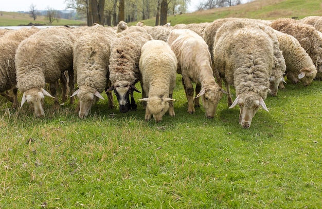 Ovelhas e cabras pastam na grama verde em springx9
