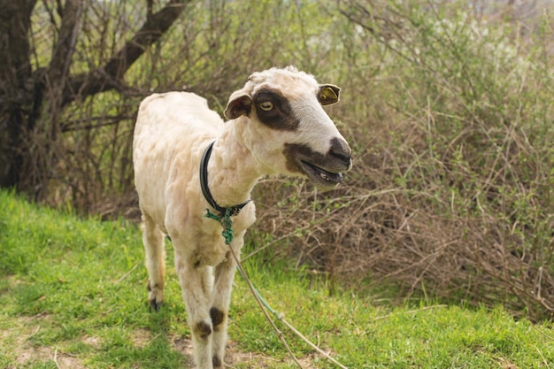 Foto ovelhas e cabras pastam na grama verde na primavera panorama em tons