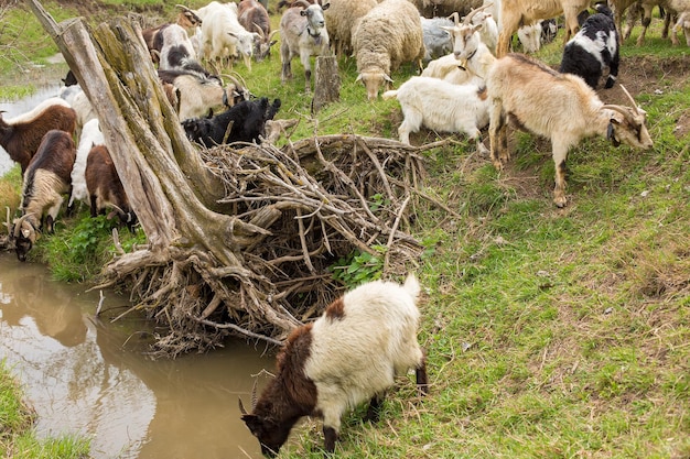 Ovelhas e cabras pastam na grama verde na primavera Panorama em tons