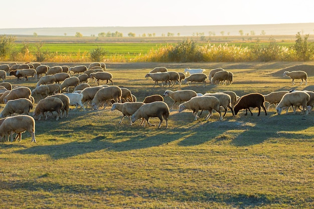 Ovelhas e cabras pastam na grama verde na primavera