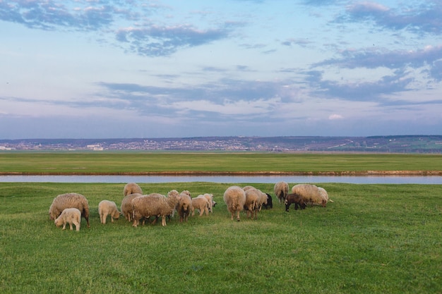 Ovelhas e cabras pastam na grama verde na primavera