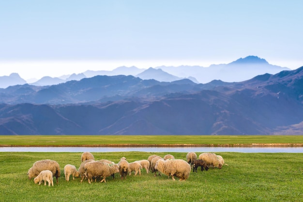 Ovelhas e cabras pastam na grama verde na primavera