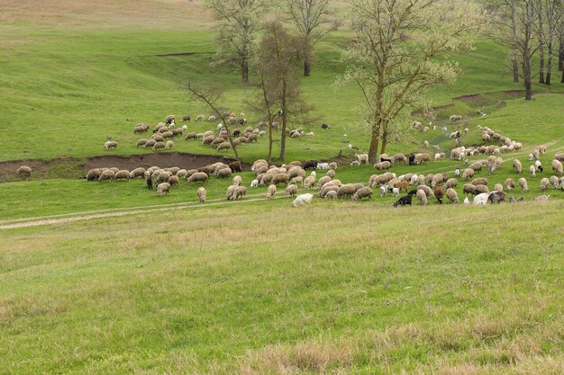 Ovelhas e cabras pastam na grama verde na primavera