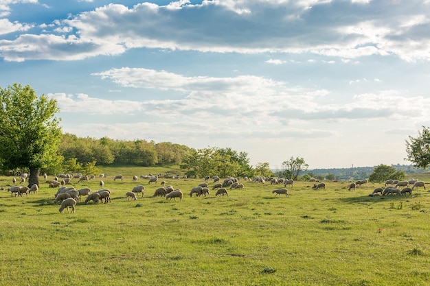 Ovelhas e cabras pastam na grama verde na primavera