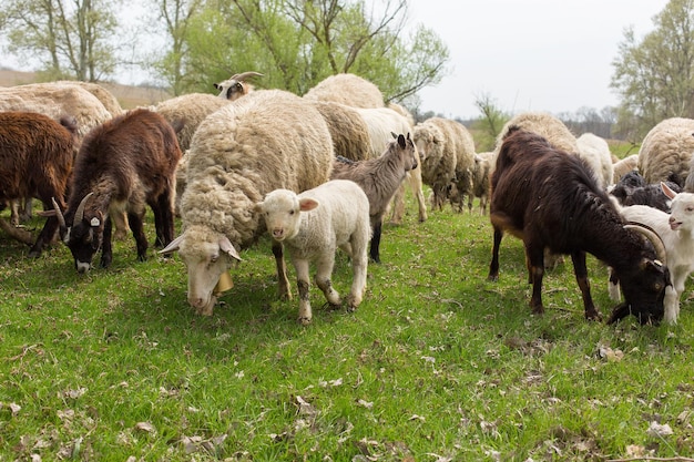 Ovelhas e cabras pastam na grama verde na primavera