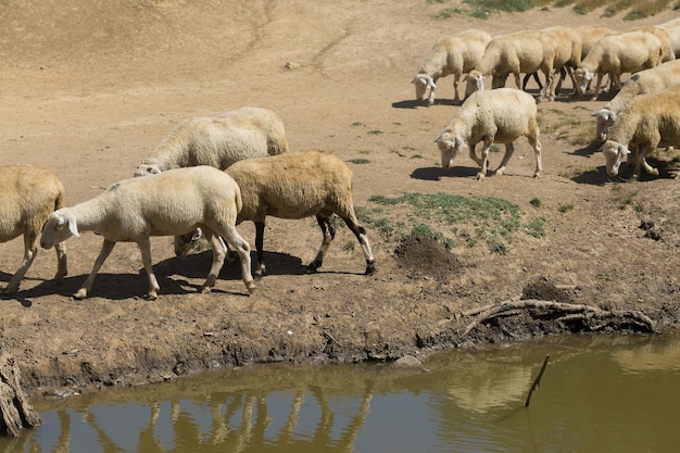 Ovelhas e cabras pastam na grama verde na primavera