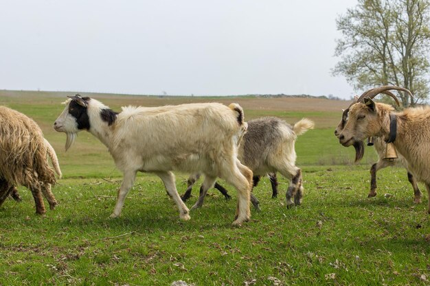 Ovelhas e cabras pastam na grama verde na primavera