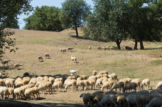 Foto ovelhas e cabras pastam na grama verde na primavera