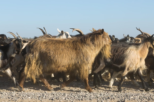 Ovelhas e cabras pastam na grama verde na primavera