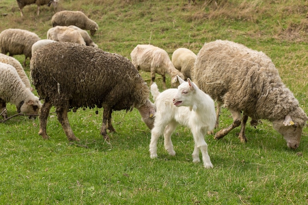 Ovelhas e cabras pastam na grama verde na primavera