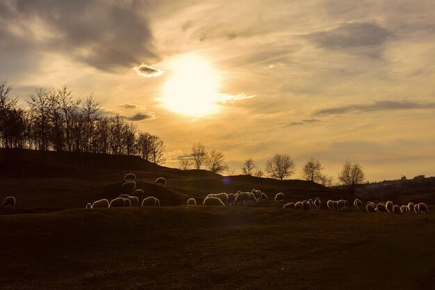 Ovelhas e cabras pastam na grama verde na primavera