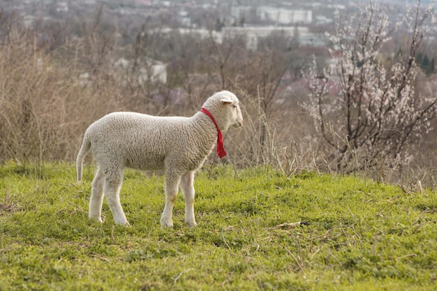 Ovelhas e cabras pastam na grama verde na primavera