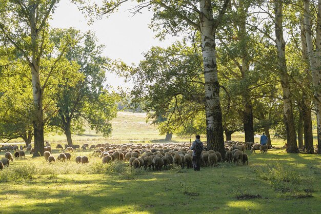 Foto ovelhas e cabras pastam na grama verde na primavera