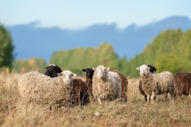 Ovelhas e cordeiro na grama verde