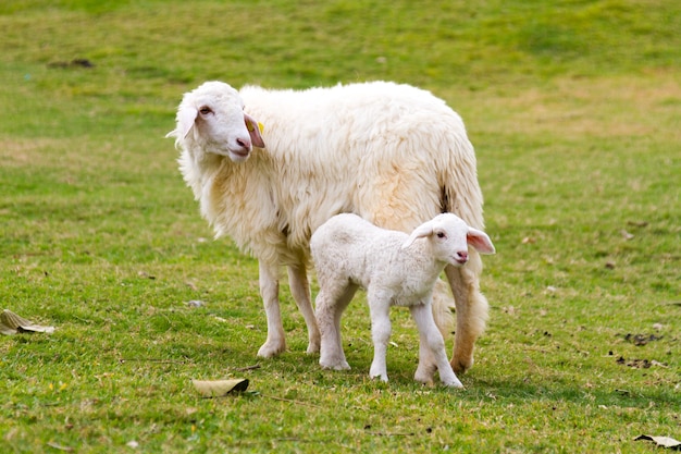 Ovelhas e cordeiro no prado.