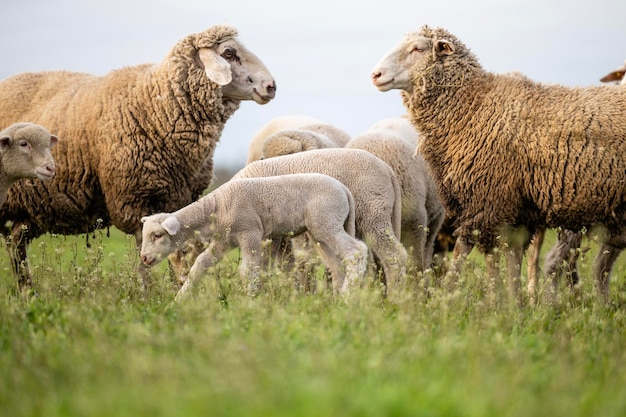 Ovelhas e cordeiros comendo grama na fazenda