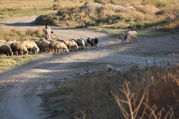 Foto ovelhas e pastor num campo