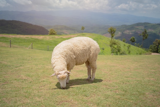 Ovelhas em campo na montanha