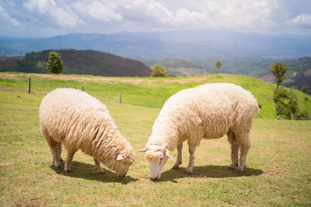 Ovelhas em campo na montanha