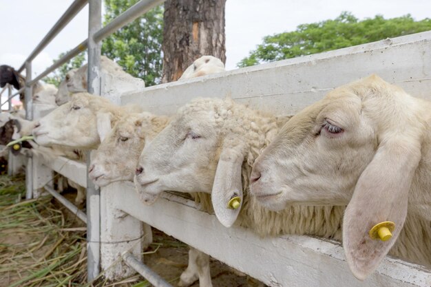 ovelhas em close-up em uma fazenda na Tailândia