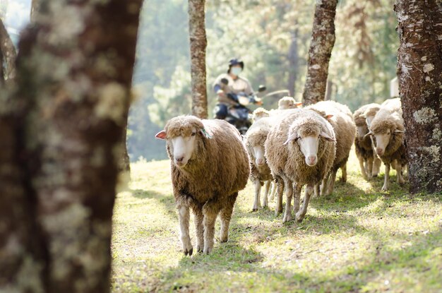 Foto ovelhas em pasto