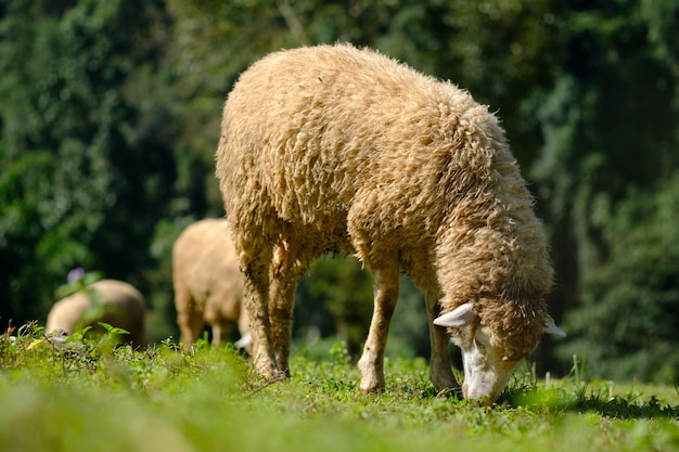 Ovelhas em terras agrícolas comendo prado