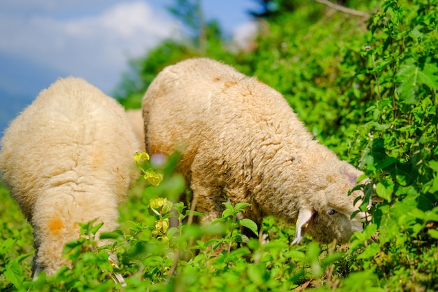 Ovelhas em terras agrícolas comendo prado