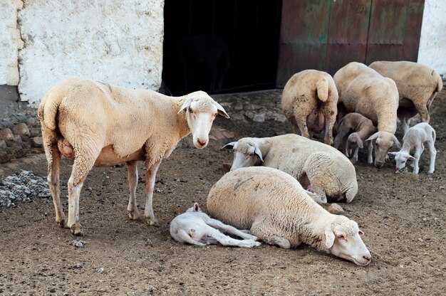 Ovelhas em uma fazenda.Badajoz.Spain