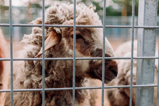 Ovelhas em uma gaiola, retrato. Os mamíferos estão no zoológico. Animais famintos. Foco seletivo.