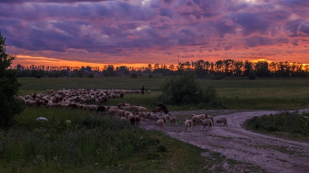 Ovelhas em zigue-zague ao pôr do sol