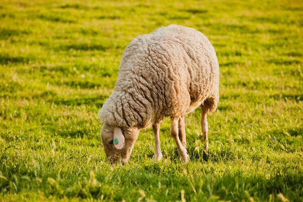 Ovelhas espanholas no campo