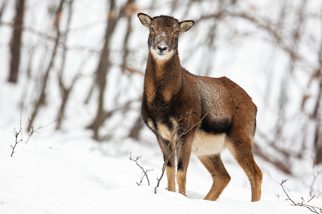 Ovelhas fêmeas selvagens atentas do mouflon que estão na neve na floresta do inverno.