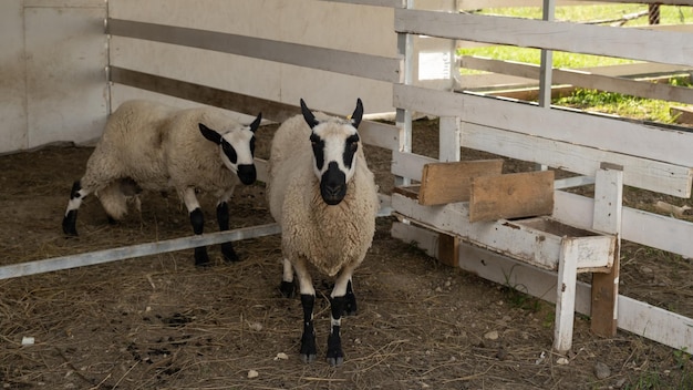 Ovelhas Kerry Hill em um pasto em uma fazenda