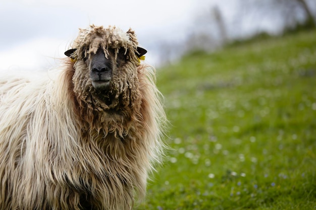 Ovelhas Latxa do país basco olhando para o retrato da câmera na vida rural rural