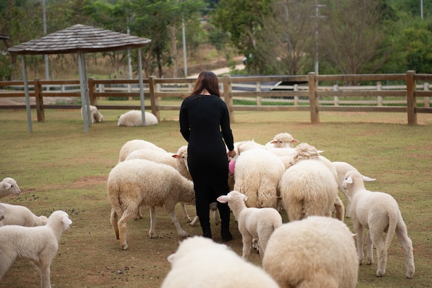 Foto ovelhas na fazenda e tem olhos de pena