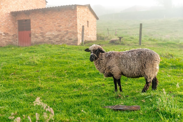 Ovelhas na fazenda no paddock