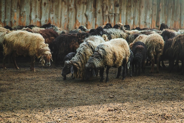 Ovelhas na fazenda no verão. Foco seletivo.