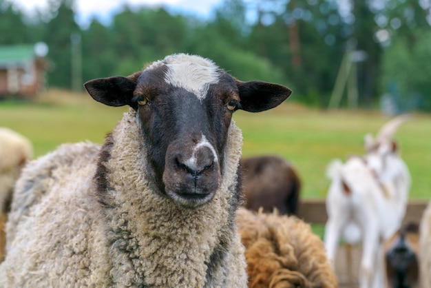 Ovelhas na fazenda Ovelhas de animais domésticos